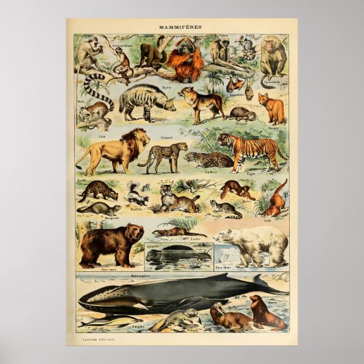 Poster Adolphe Millot Animaux (Devant)