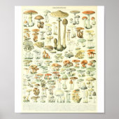 Poster Adolphe Millot Champignon B Mushrooms Chart (Devant)