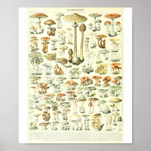 Poster Adolphe Millot Champignon B Mushrooms Chart (Devant)