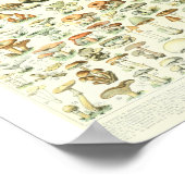 Poster Adolphe Millot Champignon B Mushrooms Chart (Coin)