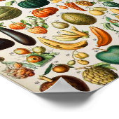 Poster Adolphe Millot fruits B (Coin)