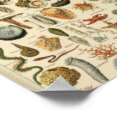 Poster Adolphe Millot Mollusques Pour Tous (Coin)