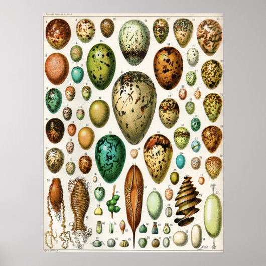 Poster Adolphe Millot Oeufs Vintages (Devant)