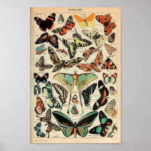 Poster - Adolphe Millot Papillons Vlinders
