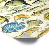 Poster Adolphe Millot poisson A (Coin)