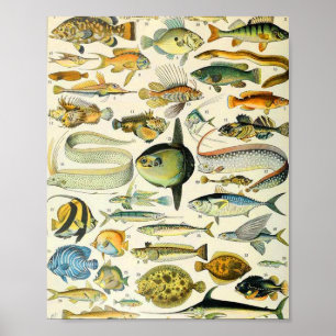 Poster Adolphe Millot poisson A