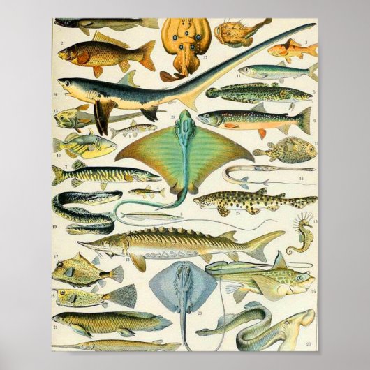 Poster Adolphe Millot poisson B (Devant)