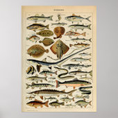 Poster Adolphe Millot poisson marin (Devant)