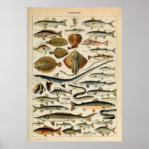 Poster Adolphe Millot poisson marin