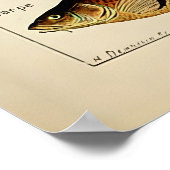 Poster Adolphe Millot poisson marin (Coin)