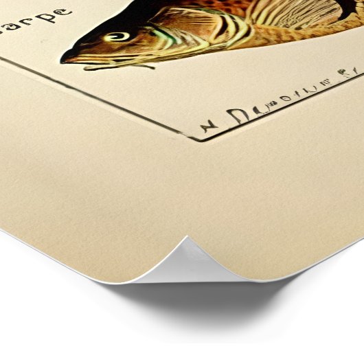 Poster Adolphe Millot poisson marin (Coin)