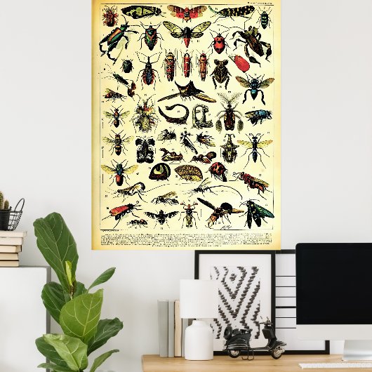 Poster Adolphe Millot Récréée Nature Créatures Insectes (Bureau à domicile)