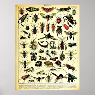 Poster Adolphe Millot Récréée Nature Créatures Insectes