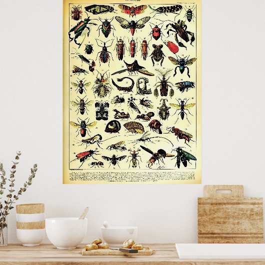 Poster Adolphe Millot Récréée Nature Créatures Insectes (Cuisine)