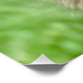 Poster Adopted Scruffy Dog With Dog House (Coin)