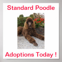 Adoptions de chien de caniche standard aujourd'hui
