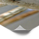 Poster Adorable (Coin)