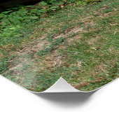 Poster Adorable Âne À Côté Du Banc Vert Bois (Coin)