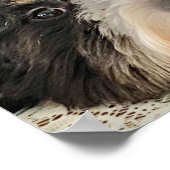 Poster Adorable Bernedoodle (Coin)