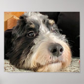 Poster Adorable Bernedoodle (Devant)
