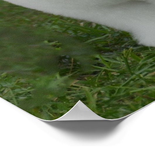 Poster Adorable Bichon (Coin)