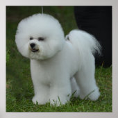 Poster Adorable Bichon (Devant)