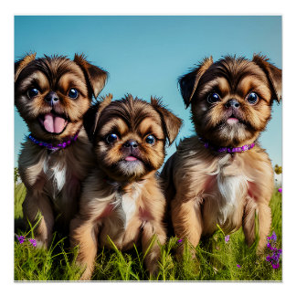 Poster Adorable Brussels Griffon Puppies