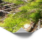 Poster Adorable Cerf dans les Bois Photographie de la nat (Coin)