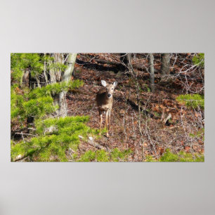 Poster Adorable Cerf dans les Bois Photographie de la nat