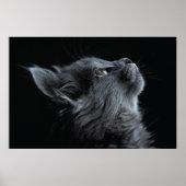 Poster Adorable chaton gris avec yeux verts (Devant)