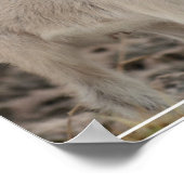 Poster Adorable chèvre d'enfant (Coin)