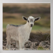 Poster Adorable chèvre d'enfant (Devant)