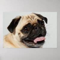 adorable chien carlin