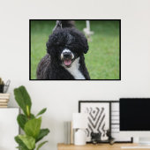 Poster Adorable chien d'eau portugais (Bureau à domicile)