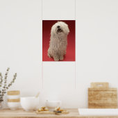 Poster adorable chien Komondor (Cuisine)