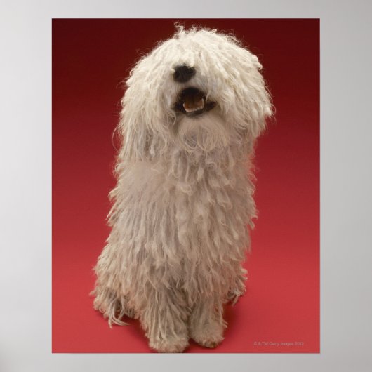 Poster adorable chien Komondor (Devant)