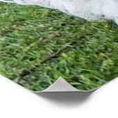 Poster adorable Chien Shih Tzu (Coin)