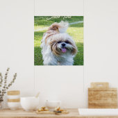 Poster adorable Chien Shih Tzu (Cuisine)