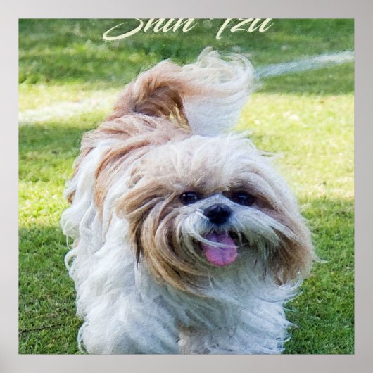 Poster adorable Chien Shih Tzu (Devant)