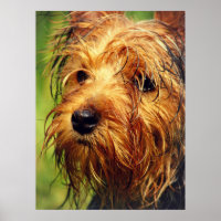 Adorable chien Terrier avec un visage humide