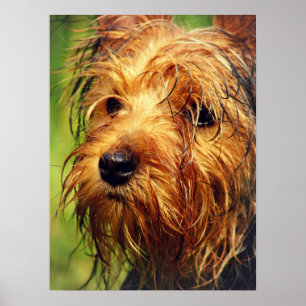 Poster Adorable chien Terrier avec un visage humide