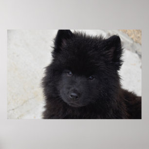 Poster Adorable Chiot