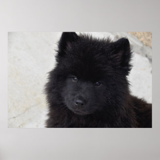 Poster Adorable Chiot