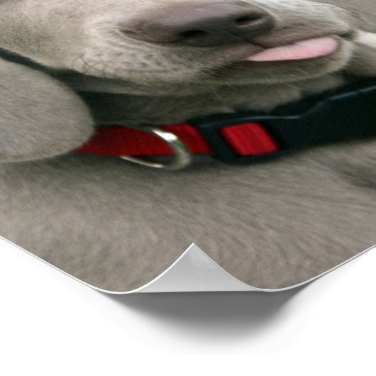 Poster adorable chiot weimaraner (Coin)