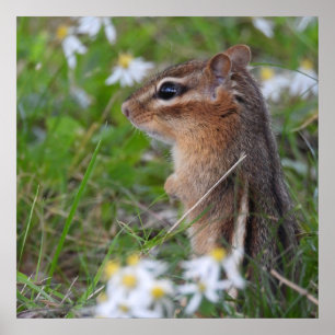 Poster Adorable Chipmunk en fleurs
