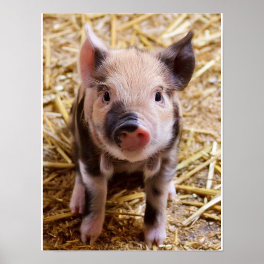 Poster adorable de Piglet (Devant)
