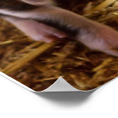 Poster adorable de Piglet (Coin)