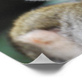 Poster adorable de singe écureuil (Coin)