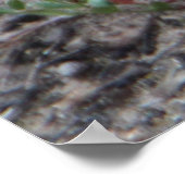 Poster Adorable Echidna Australienne (Coin)