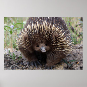 Poster Adorable Echidna Australienne